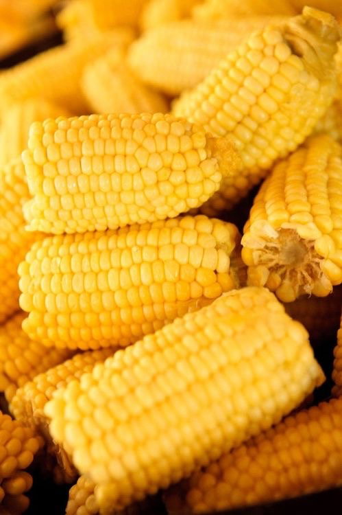 Corn_0