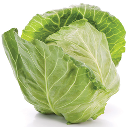 Cabbage 