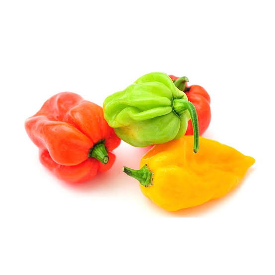 Chilli pepper