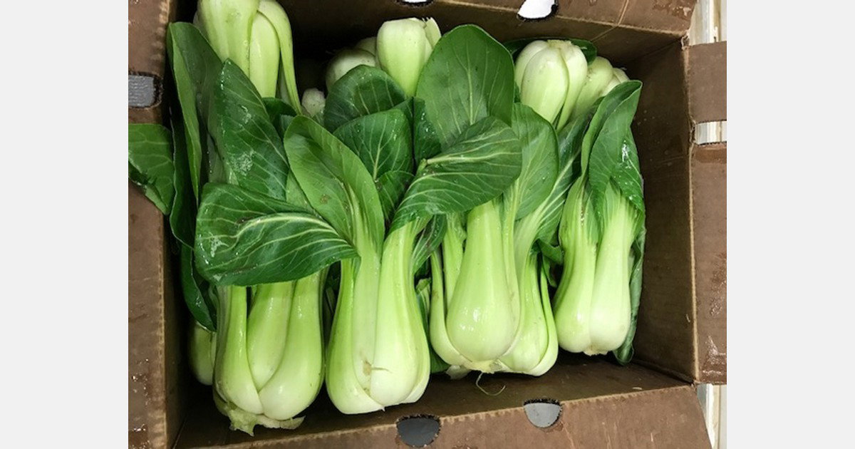 Bok Choy Baby 30lbs_0