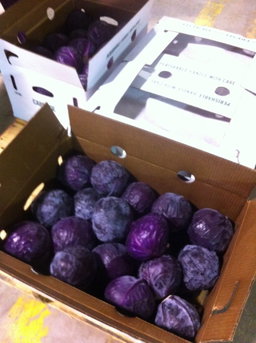Cabbage Red Box 50lb