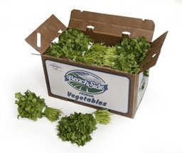 Cilantro 30ct