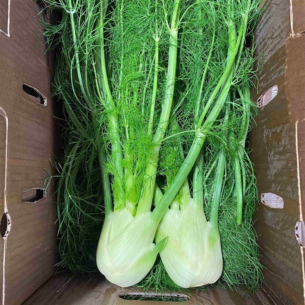 Fennel 12ct/24ct_0