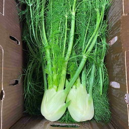 Fennel 12ct/24ct