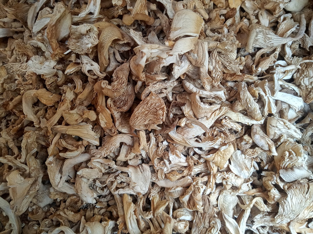 6 Months Daily Mushroom Supply