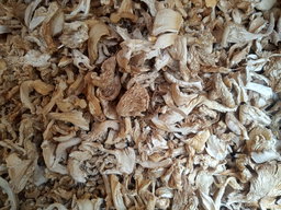 6 Months Daily Mushroom Supply 