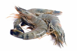 Sea foods