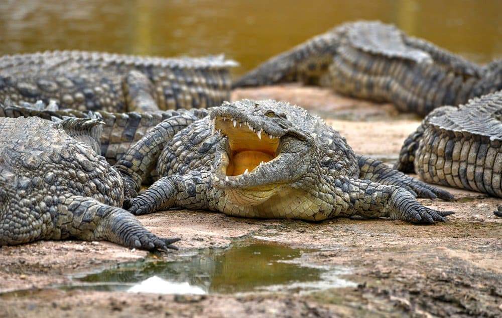 AGADIR OR TAGHAZOUT: CROCODILE PARK TRIP WITH ENTRY TICKET