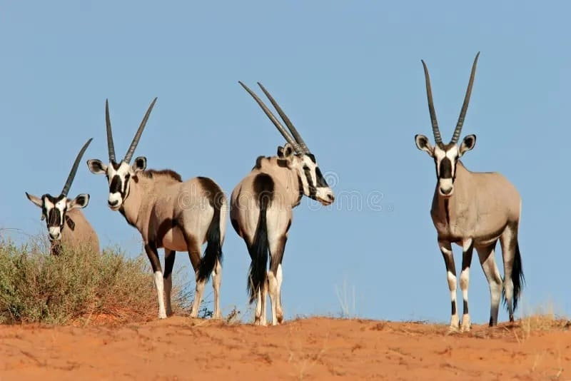 AGADIR: WILDLIFE NATIONAL PARK SOUSS MASSA VISIT WITH LUNCH_0
