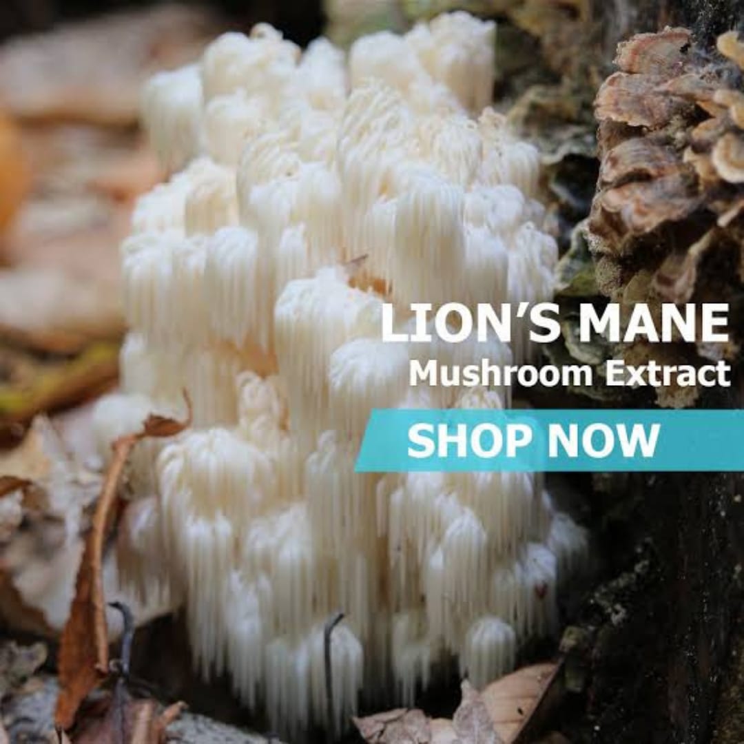 Lions Mane 