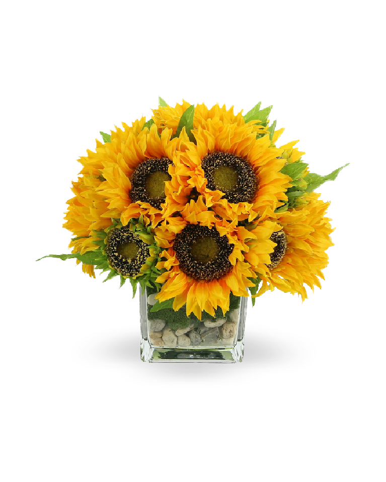 Sunshine Embrace