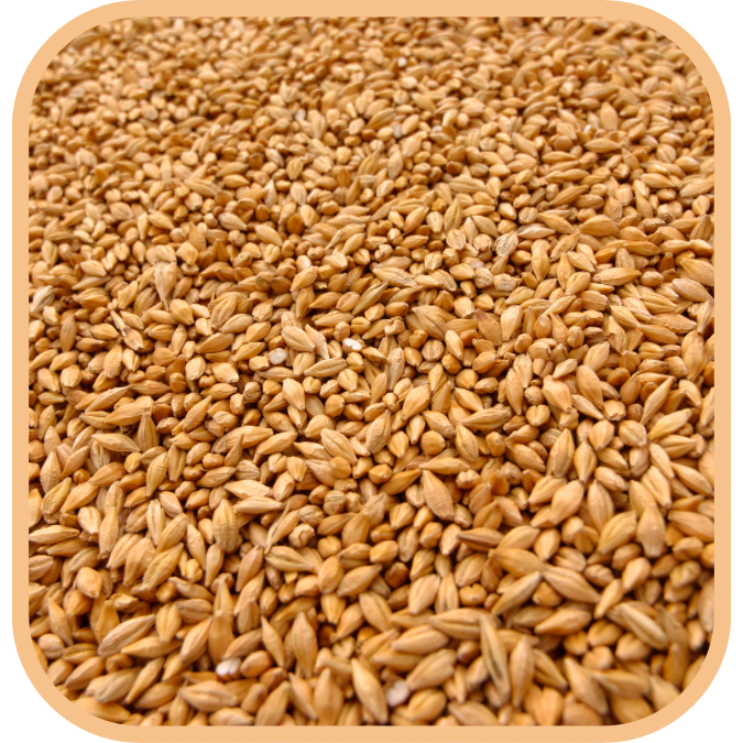 Cereals & Grains_22