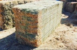 Alfalfa hay American A+