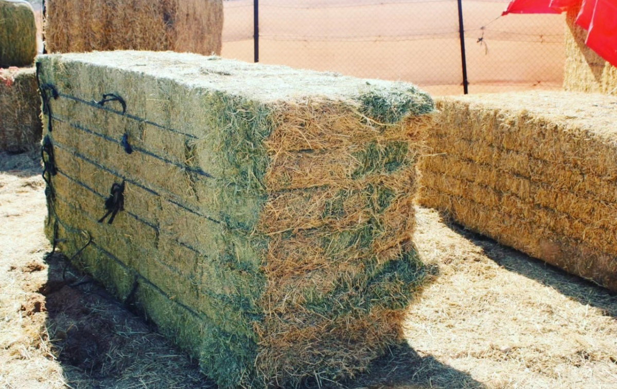 Alfalfa hay American A+_0