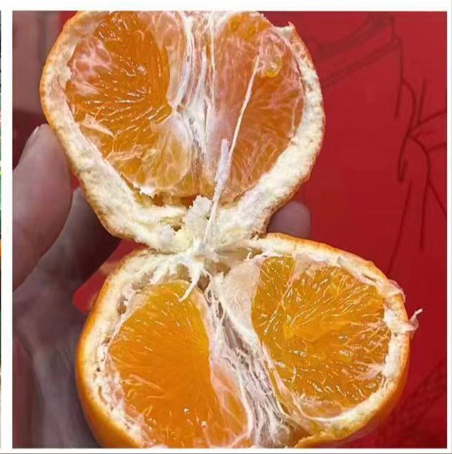  Asumi明子见特级蜜柑( -+2kg )_2