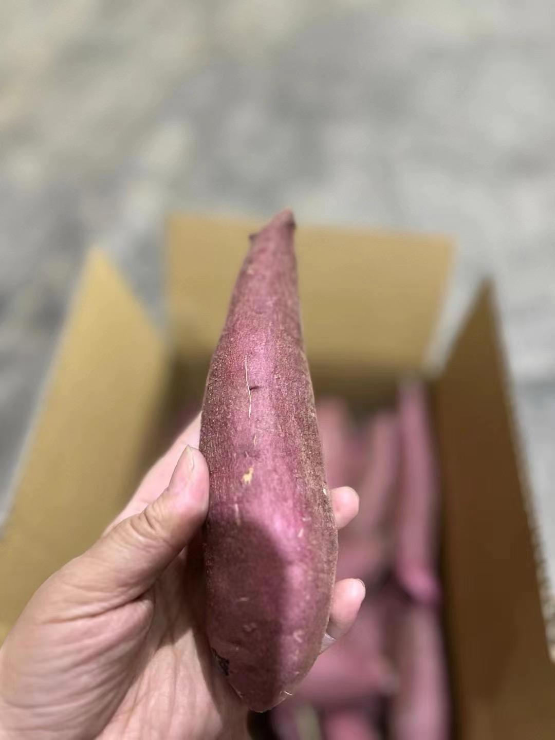 日本甜番薯 （ 500g ）_1