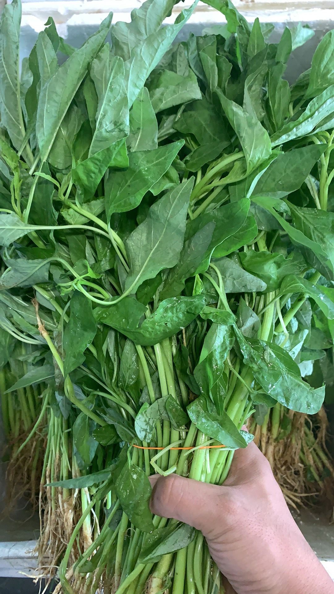苋菜 ( 1kg / 包 )