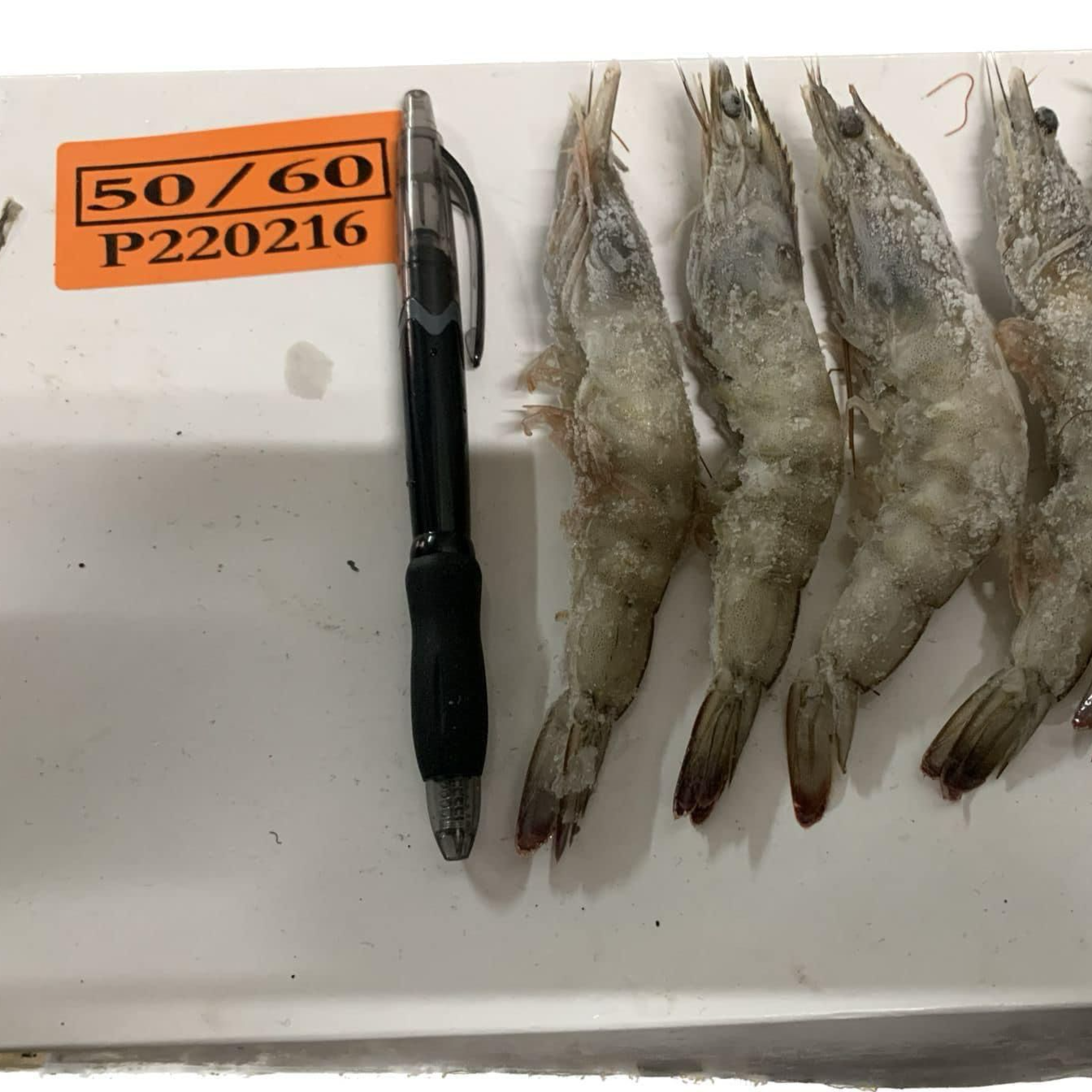 南美养殖白虾 (  +-1.6kg )_0