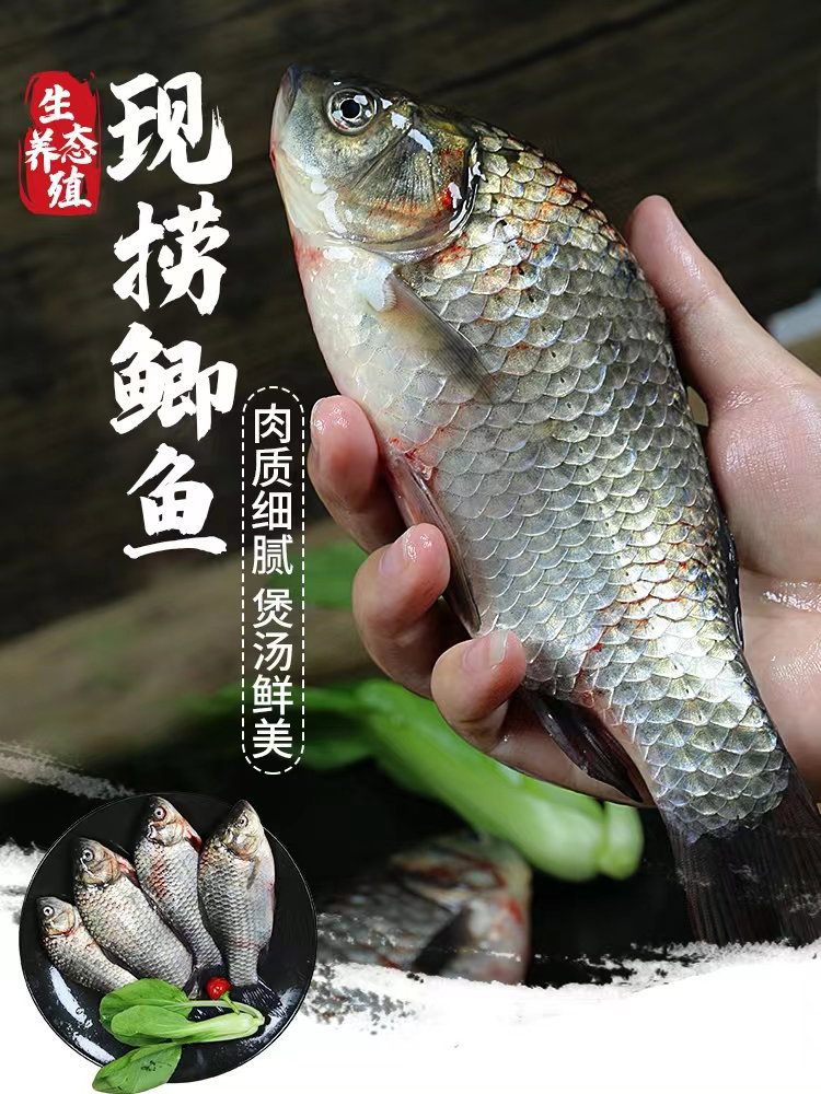 中国野生冷冻鲫鱼 （ 2条/pack ）_1