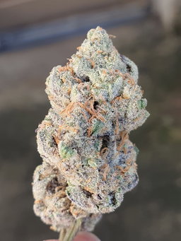 AAA Indoor Medicinal Grade