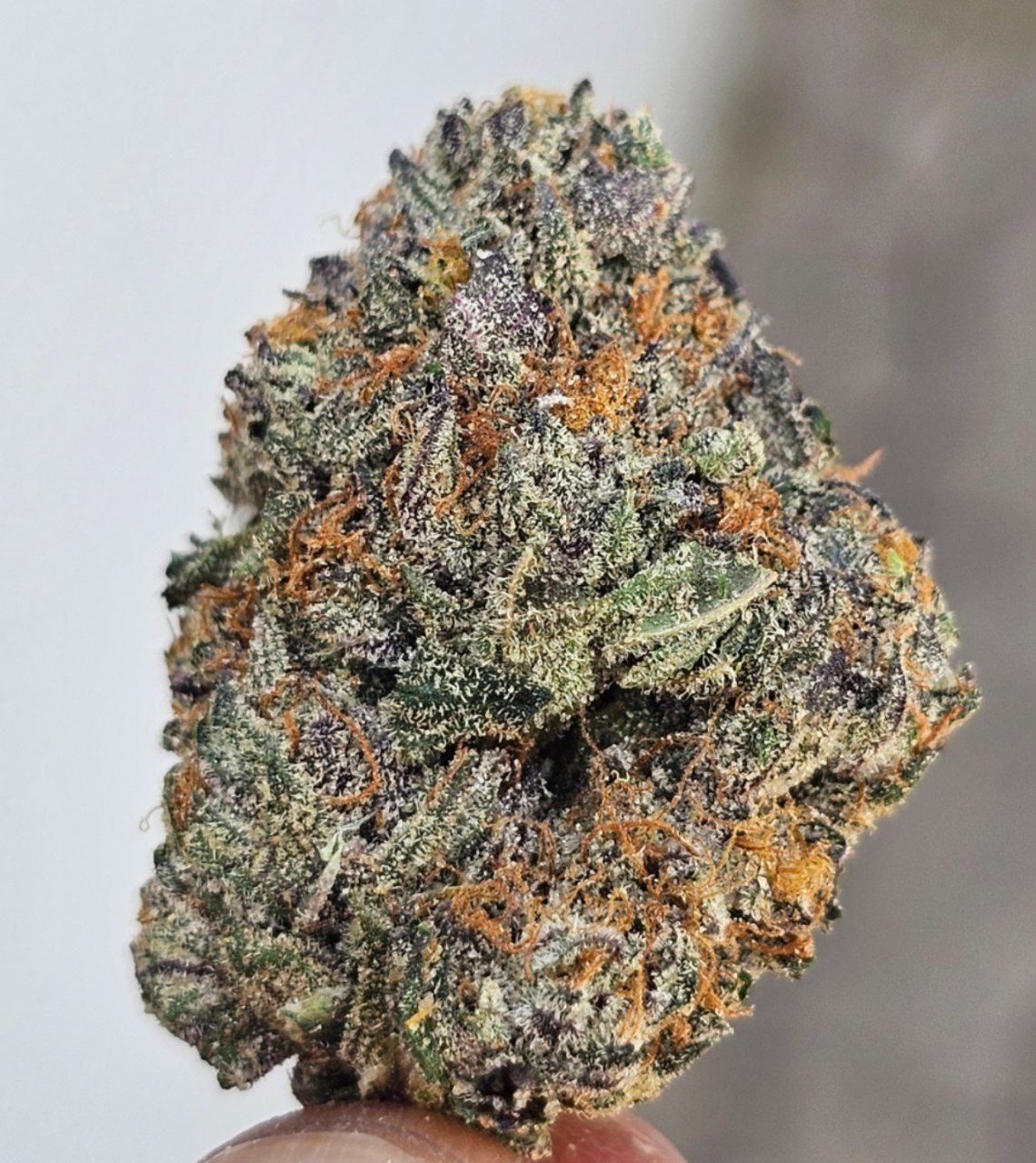 Black Cherry Punch _0