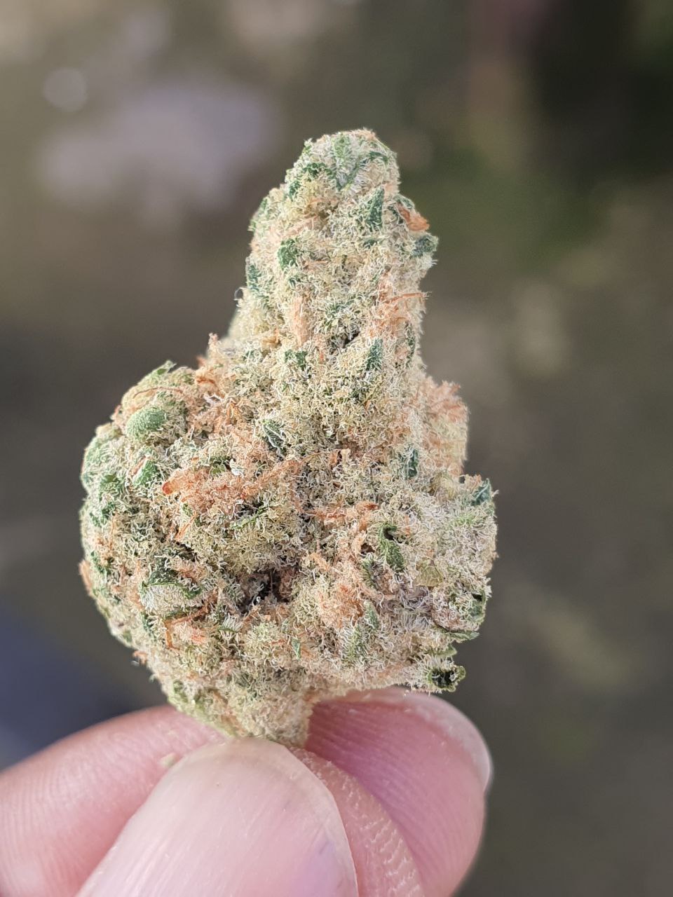Blue Cheese 