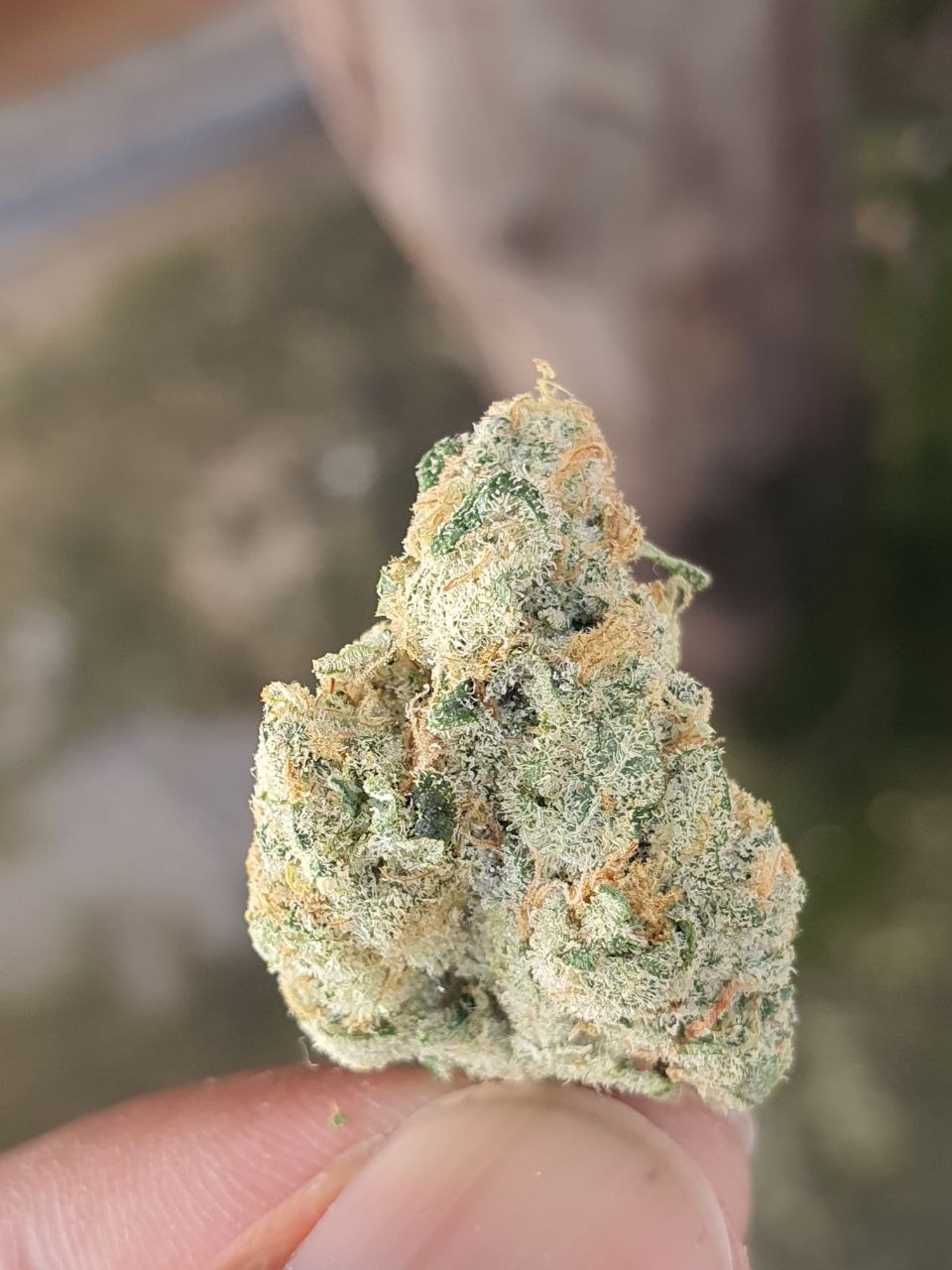 Lemon Pie _0