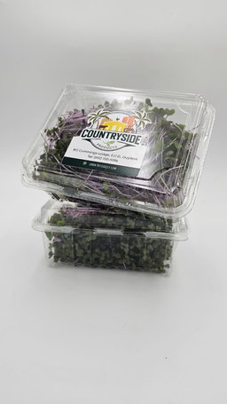 Purple Cabbage