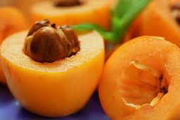 Loquat fruit 