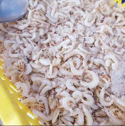 Udang Putih
