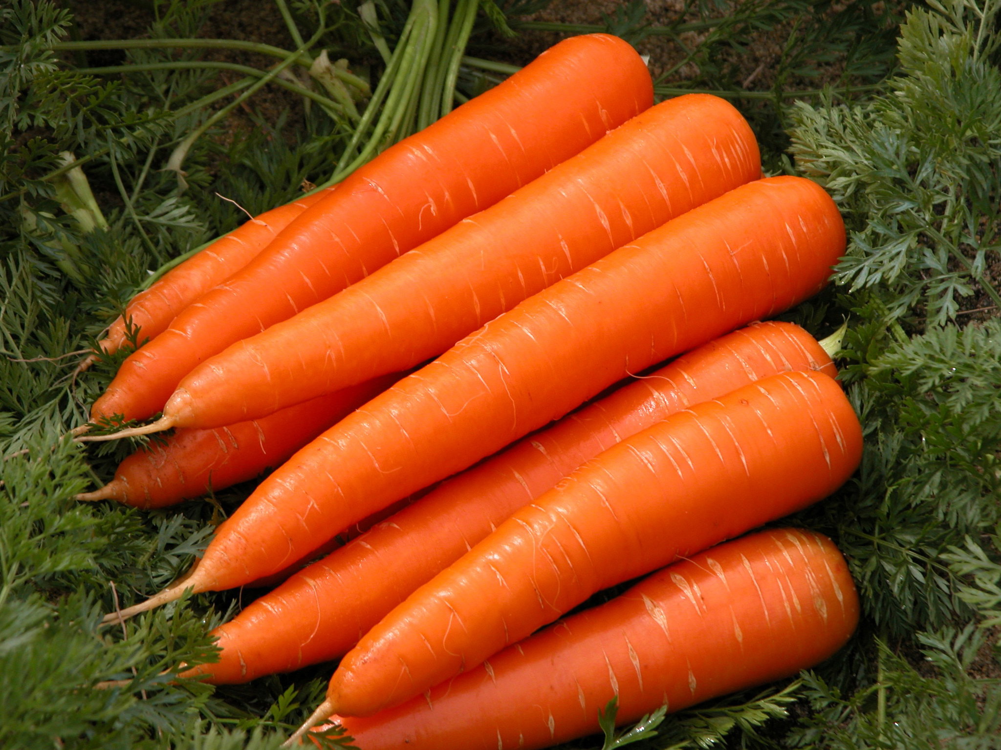 Carrot_0