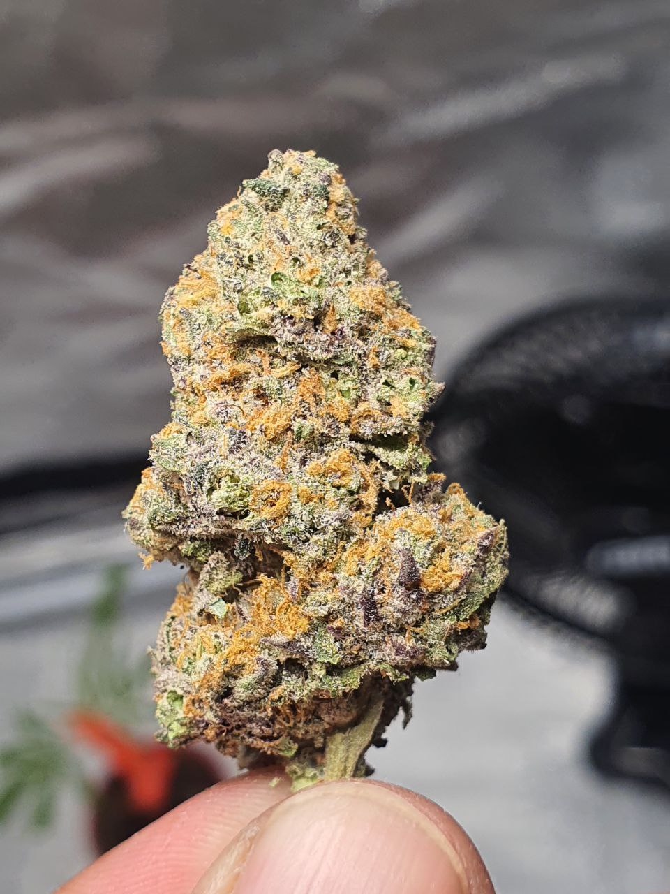 Purple Tangie _0