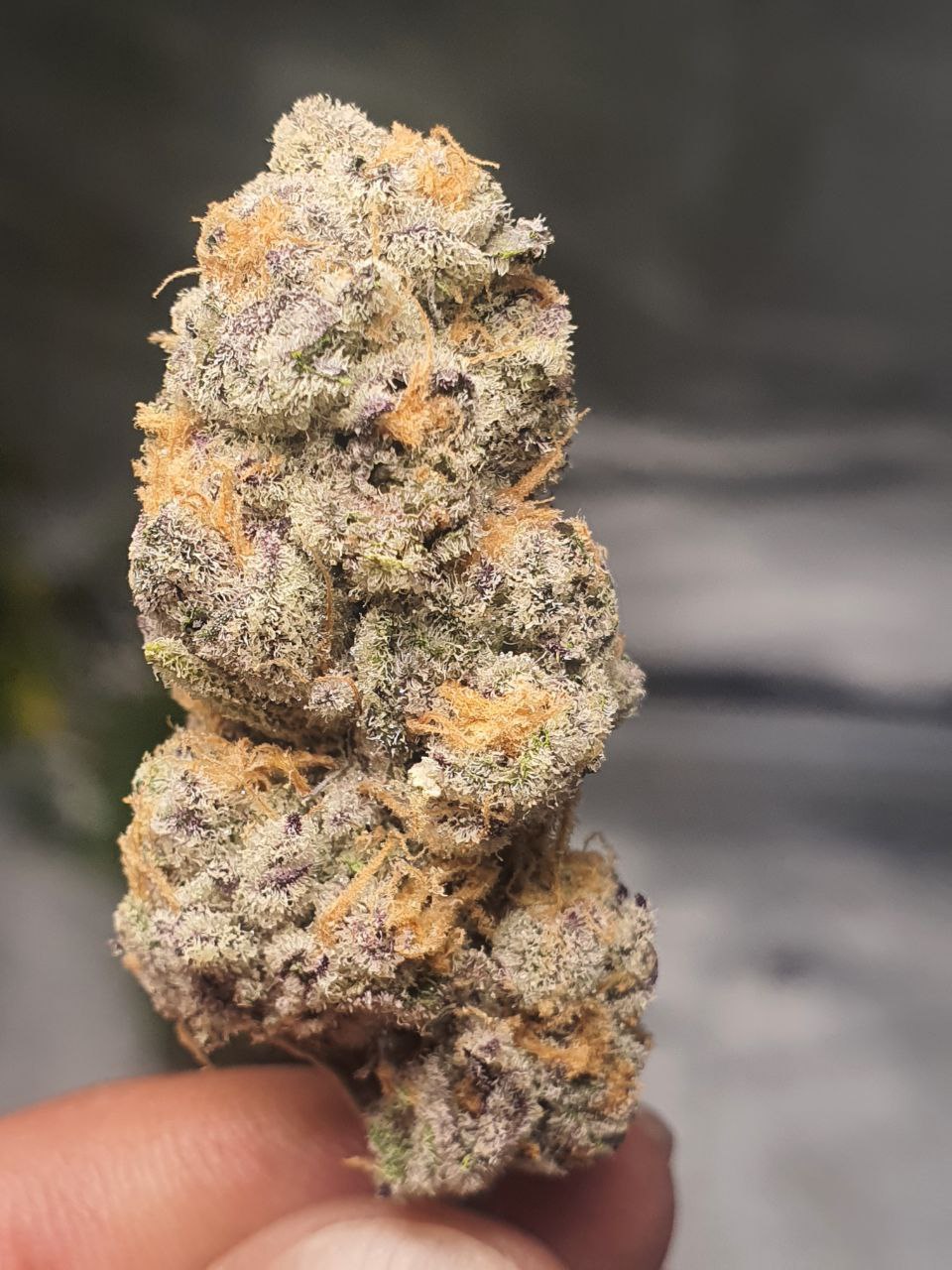 Gorilla Cookies _0