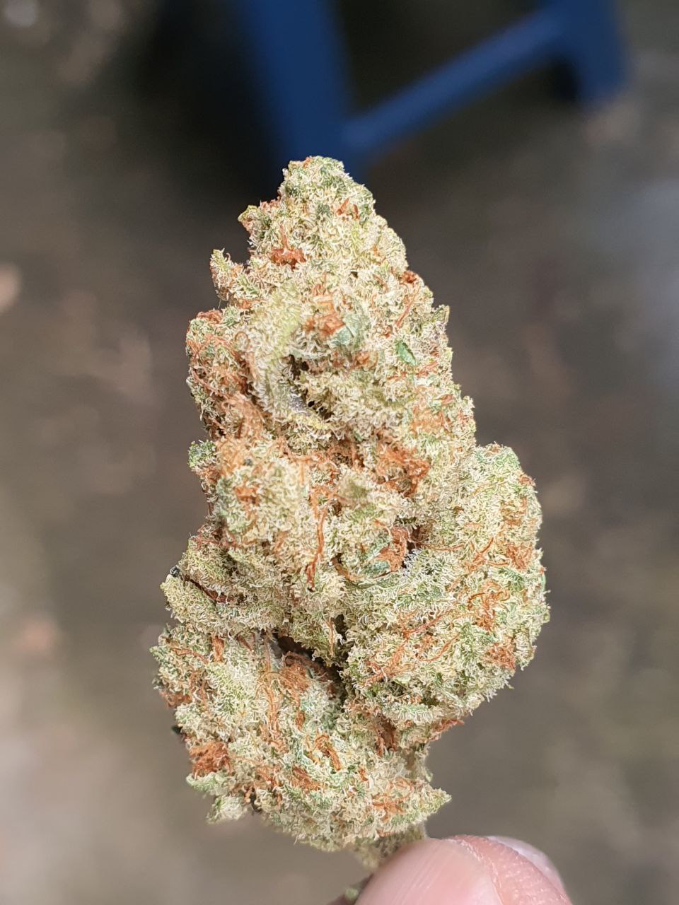 Gelato #33_0