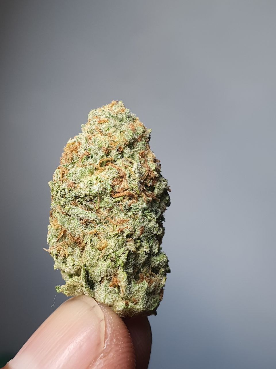 Jack Herer 