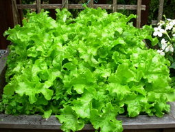 Lettuce