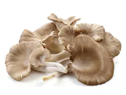 Mushrooms