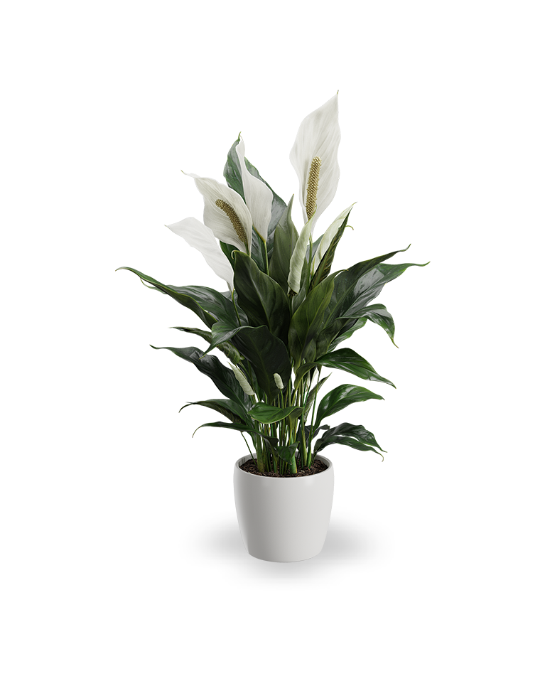 Spathiphyllum_0