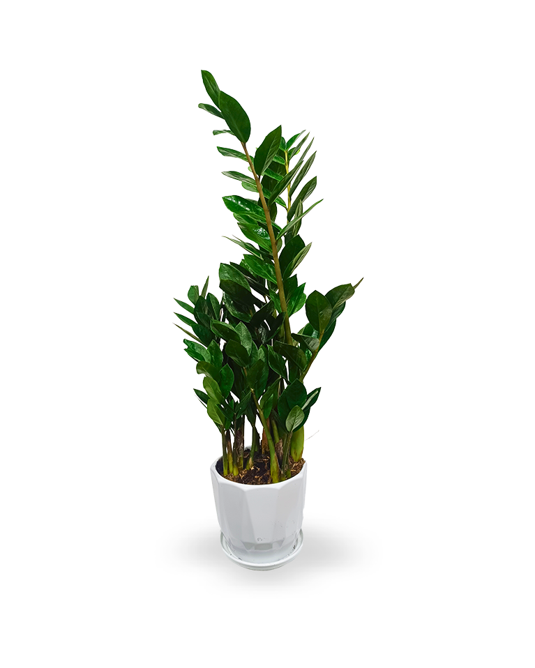 Zamia
