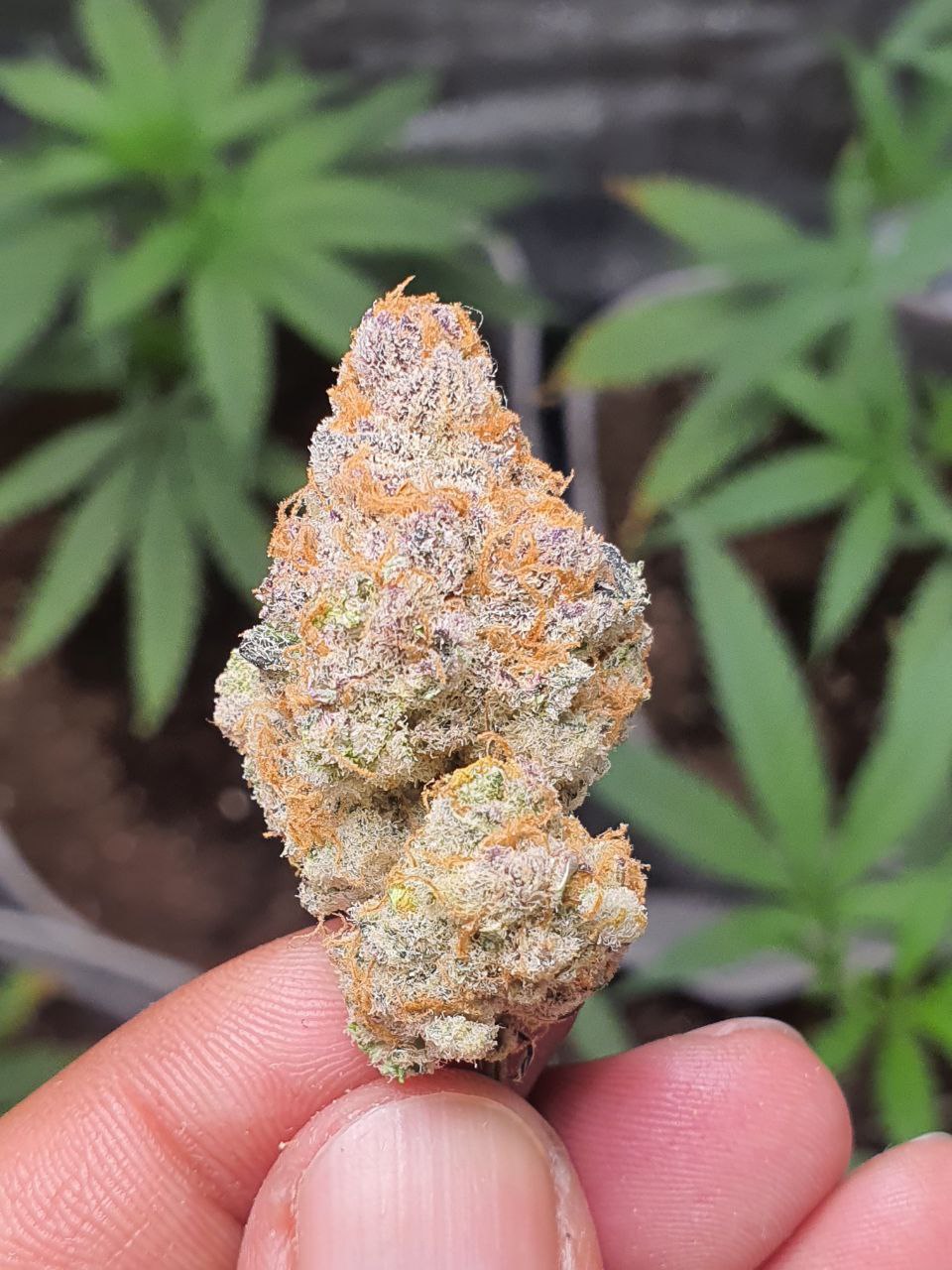 Strawberry Banana
