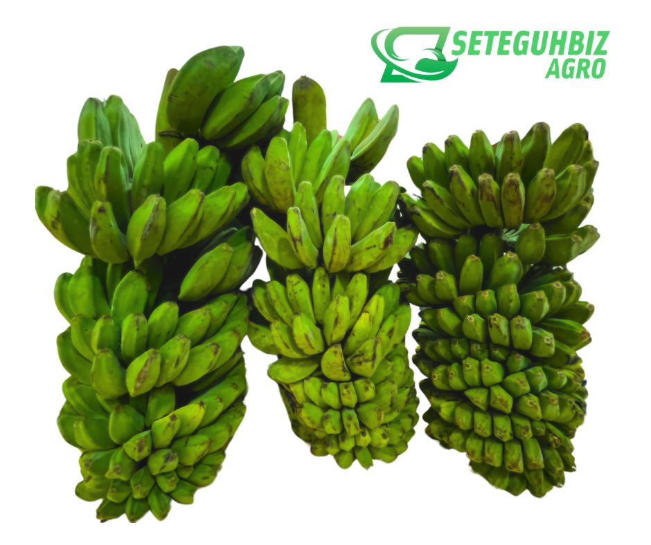 Harga Promosi Pengenalan Pisang Delivery_0