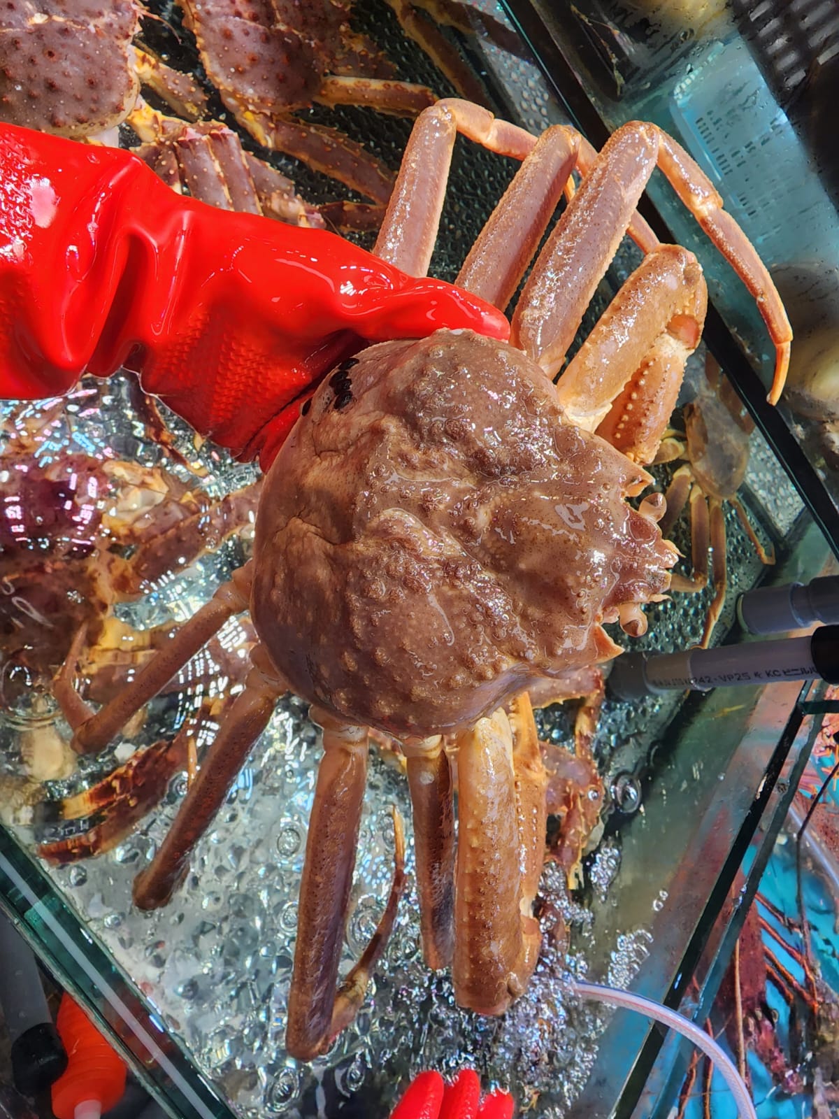 🦀日本松葉蟹🦀_0