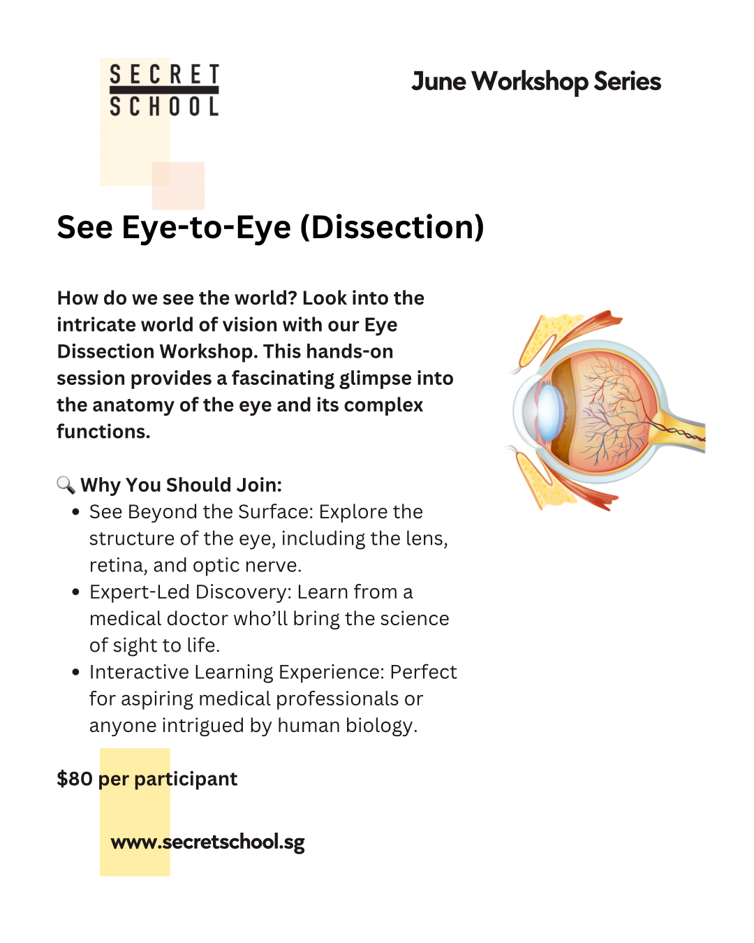 Private Group: See Eye-to-Eye Dissection Workshop for Adults & Students (11yo and up)