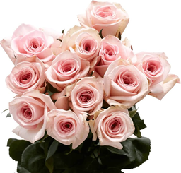 Fresh Cut Flowers Red Roses