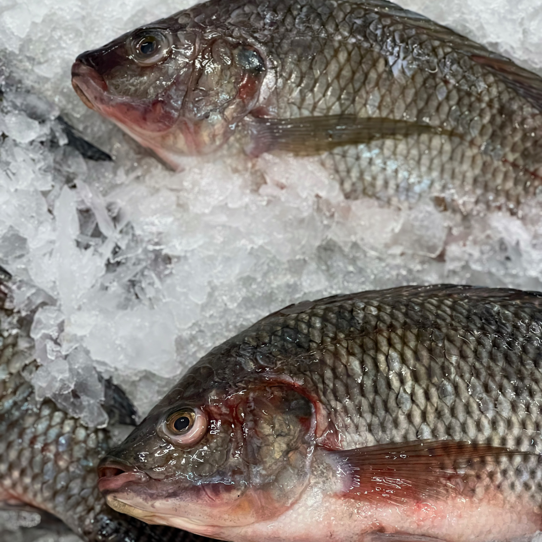 Tilapia (SATO)_0
