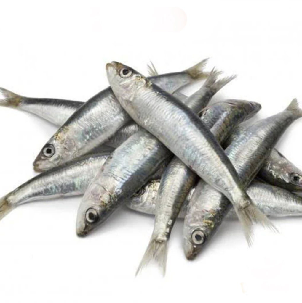 Sardine 🇴🇲_0