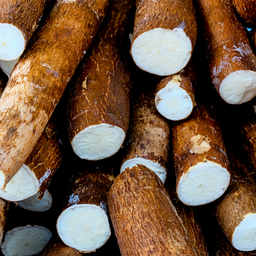 Cassava (Mhogo)
