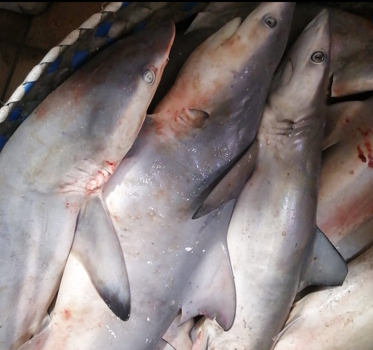 Shark 🇰🇼_0