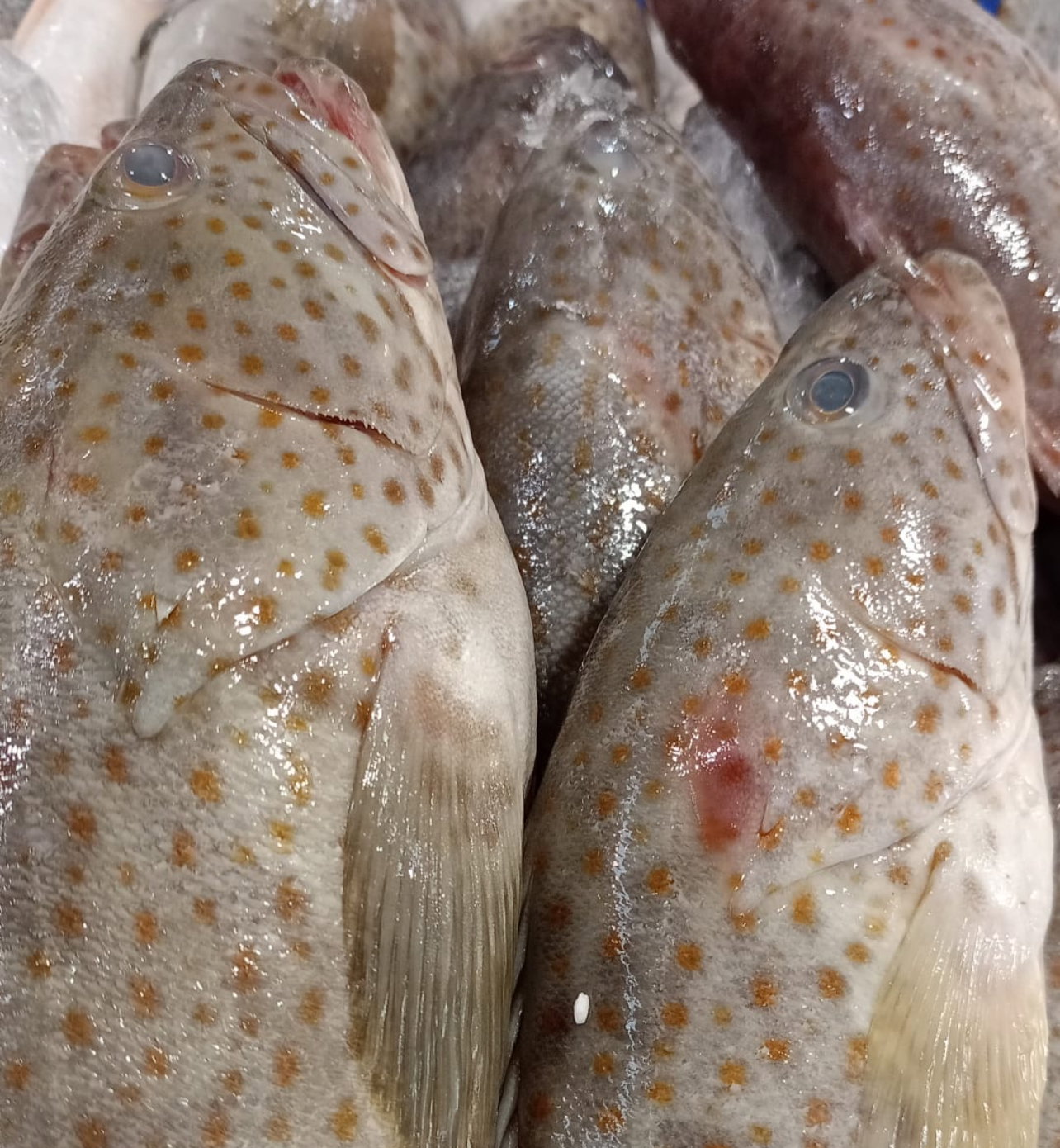 Code fish _0