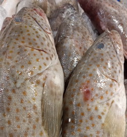 Code fish 